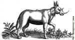 Monoceros podle Johna Jonstona (1678)