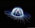 Medúza 2