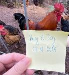 Zvěromagie - sledování okolí