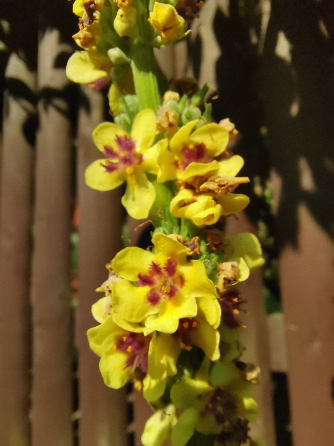 Žlutá květina detail