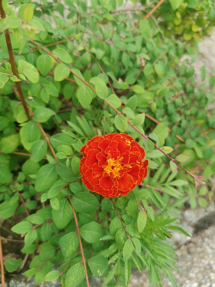Oranžová květina
