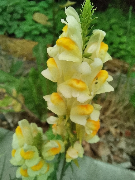 Další žlutá květina detail