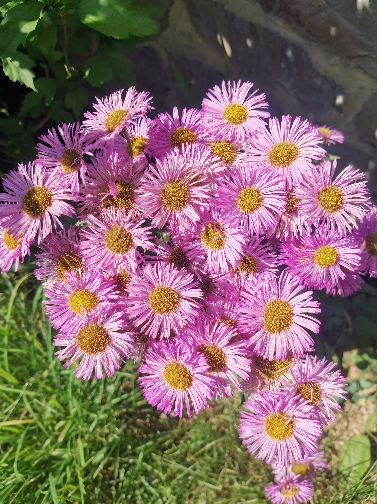 Další fialová květina
