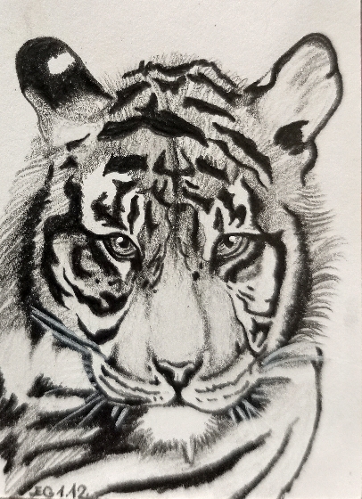 Tygr sumatérský