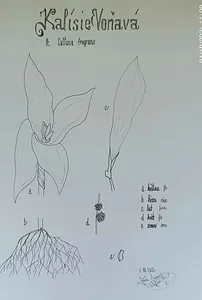 šamanka v.