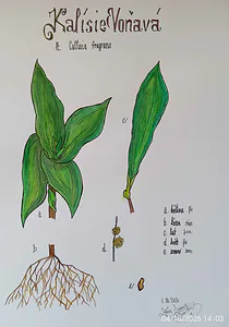 šamanka v..